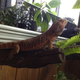 Image for article titled A Look Inside Japan's Reptile Cafes